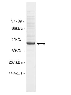 Eurofins DiscoverX TAO1 Protein, Active 250 &mu;g | Buy Online | Eurofins DiscoverX | Fisher Scientific